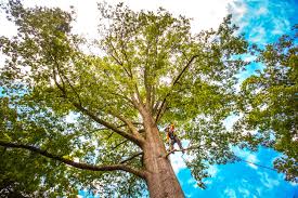 Professional Tree Services in Belfast, ME